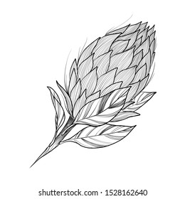 King tropical protea. Vector hand drawn sketch botanical illustration. Exotic african flower