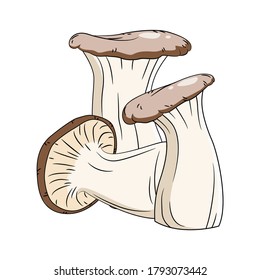 King trumpet mushroom, Set of King trumpet mushroom on white background. King trumpet mushroom vector illustration