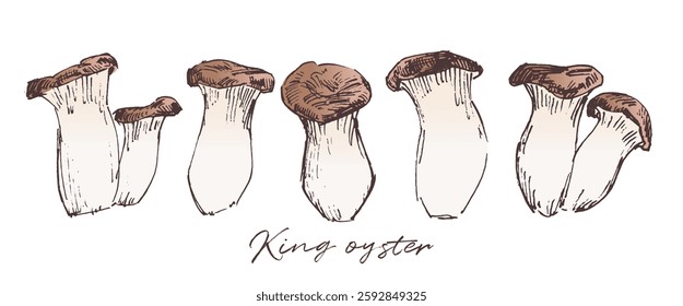 King trumpet mushrooms sketch drawing, hand drawn vector illustration