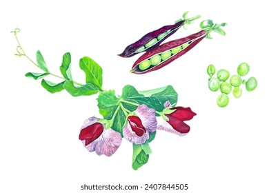 King Tut Garden Pea vector illustration. Also known as Victorian Purple Podded Pea. Light green peas, red white pease flowers, purple red pod of peas isolated on white. Vegagn diet protein food