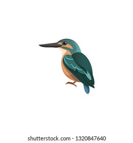 Kingfisher bird cartoon vector on a white background