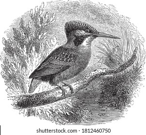 Kingfisher bird, From the Dictionary of Word and Things, 1888.