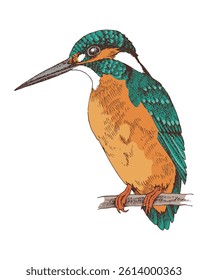Kingfisher bird hand drawn vector illustration