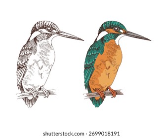 Pájaro martín dibujado a mano Ilustración vectorial