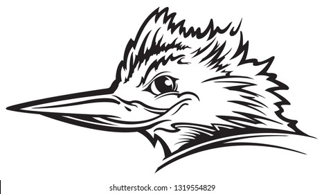 Kingfisher bird head isolated