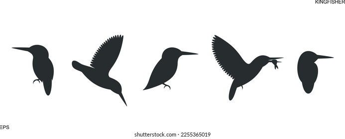 Kingfisher bird silhouette. Isolated kingfisher bird on white background