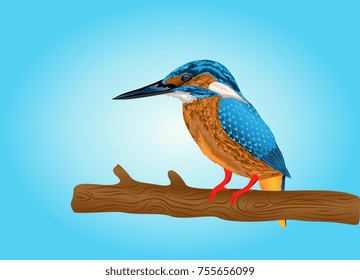 Kingfisher bird vector illustration 