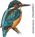 Kingfisher Bird Vector Illustration on a White Background