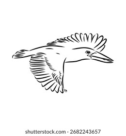 kingfisher bird, vector sketch illustration