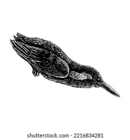 Dibujo a mano de Kingfisher. Ilustración vectorial aislada en fondo blanco.