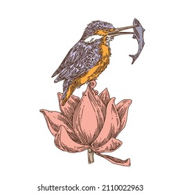 Kingfisher holding fish in its beak, sitting on lotus  flower. Engraving style. Color. Vector illustration.