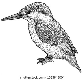 Kingfisher illustration, drawing, engraving, ink, line art, vector