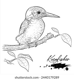 Kingfisher, realistic bird hand drawn vector illustration