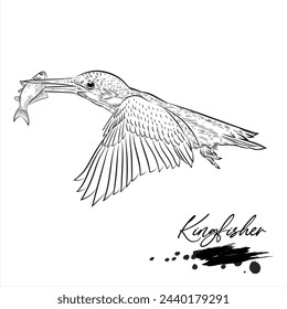 Kingfisher, ilustración vectorial dibujada a mano de pájaro realista