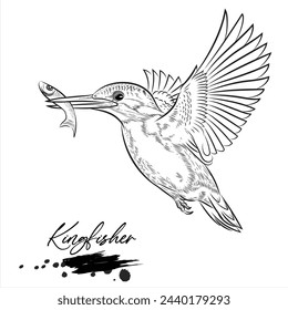 Kingfisher, realistic bird hand drawn vector illustration