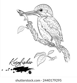 Kingfisher, realistic bird hand drawn vector illustration