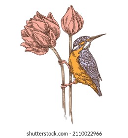 Kingfisher sitting on lotus  flower. Engraving style. Color. Vector illustration.