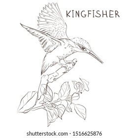 
kingfisher with spread wings flies over a branch