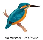 Kingfisher Vector