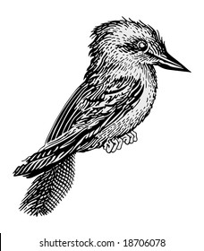 kingfisher vector