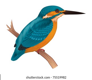 Kingfisher Vector