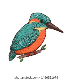 Kingfisher vector illustration. Hand drawn kingfisher bird. Colorful illustration. Alcedinidae bird sitting on a branch.
