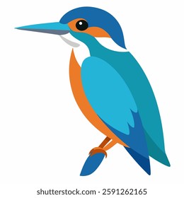 kingfisher vector on white Background 