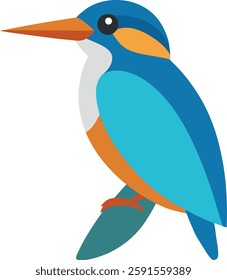 kingfisher vector on white background