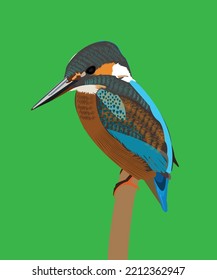 Kingfisher vector. Predatory birds wildlife concept in flat style design. Tropical fauna illustration for prints, posters, Beautiful kingfisher bird seating isolated