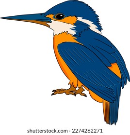 Kingfisher. Vector sketch of hand drawn bird.