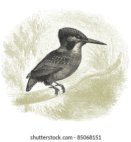 kingfisher - vintage engraved illustration - "Histoire naturelle" by Buffon and Lacépède published in 1881 France