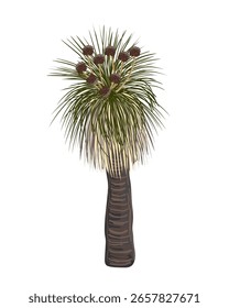 Kingia australis Baum mit Blumenvektor einzelne Illustration. Der Bullanock Grass Baum in Blüte, australisches endemisches Flora Element