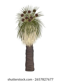 Kingia australis tree with flower vector isolated illustration. The Bullanock Grass tree in blossom, native Australian endemic flora element