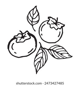 kinglet fruits hand drawn vector illustration on isolated white background