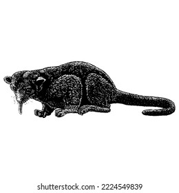 Kinkajou hand drawing vector isolated on white background.