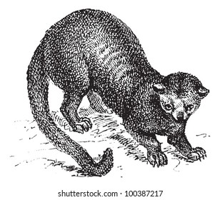 Kinkajou (Potos flavus) oder Honigbär, gravierte Vintage-Illustration. Wörterbuch der Worte und Dinge - Larive und Fleury - 1895.