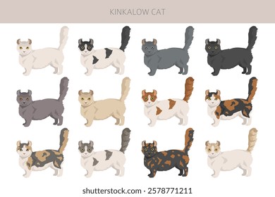 Kinkalow Cat clipart. All coat colors set.  All cat breeds characteristics infographic. Vector illustration