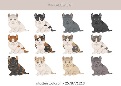 Kinkalow Cat clipart. All coat colors set.  All cat breeds characteristics infographic. Vector illustration