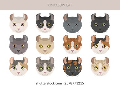 Kinkalow Cat clipart. All coat colors set.  All cat breeds characteristics infographic. Vector illustration