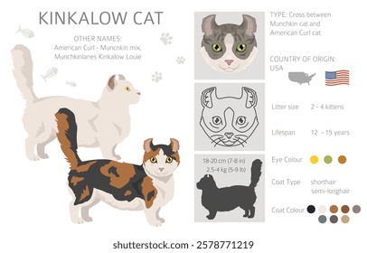 Kinkalow Cat clipart. All coat colors set.  All cat breeds characteristics infographic. Vector illustration