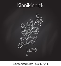 Kinnikinnick (Arctostaphylos uva-ursi), or bearberry twig with berries. Hand drawn botanical vector illustration