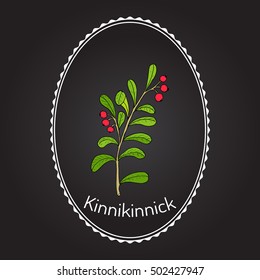 Kinnikinnick (Arctostaphylos uva-ursi), or bearberry twig with berries. Hand drawn botanical vector illustration