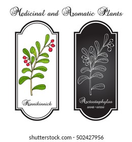 Kinnikinnick (Arctostaphylos uva-ursi), or bearberry twig with berries. Hand drawn botanical vector illustration