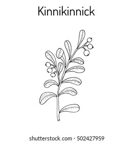 Kinnikinnick (Arctostaphylos uva-ursi), or bearberry twig with berries. Hand drawn botanical vector illustration