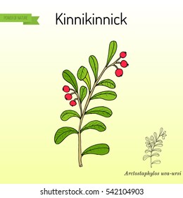 Kinnikinnick (Arctostaphylos uva-ursi), or bearberry twig with berries. Hand drawn botanical vector illustration