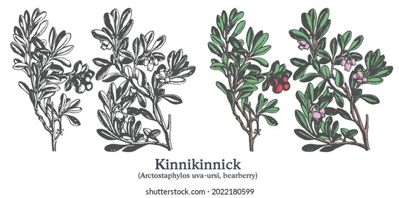 Kinnikinnick. Colorful vector hand drawn plant. Vintage medicinal sketch