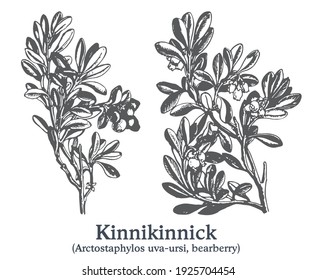 Kinnikinnick. Vector hand drawn plant. Vintage medicinal plant sketch.