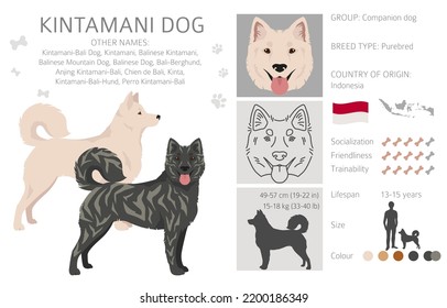 Kintamani, el escalador de perros de Bali. Colores de abrigo diferentes.  Ilustración del vector