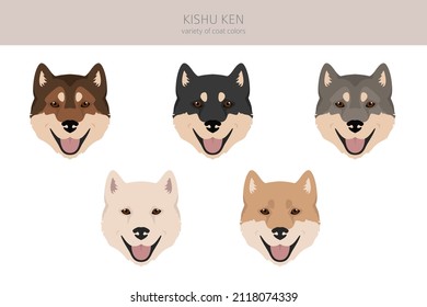 Kishu Ken clipart. Different poses, coat colors set.  Vector illustration