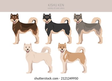 Kishu Ken clipart. Different poses, coat colors set.  Vector illustration